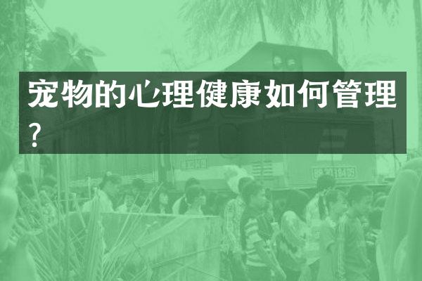 宠物的心理健康如何管理？