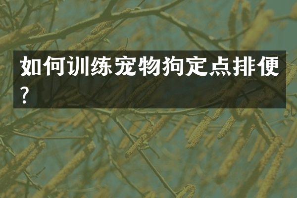 如何训练宠物狗定点排便？