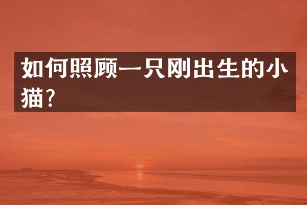如何照顾一只刚出生的小猫？