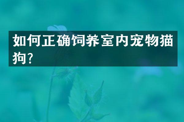 如何正确饲养室内宠物猫狗？