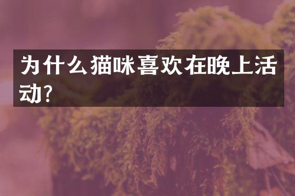 为什么猫咪喜欢在晚上活动？