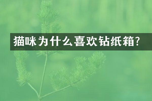 猫咪为什么喜欢钻纸箱？
