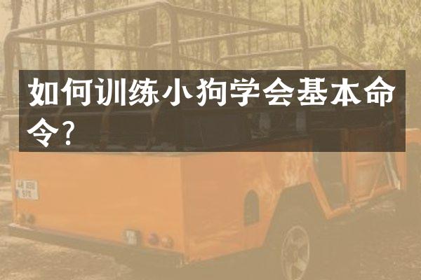 如何训练小狗学会基本命令？