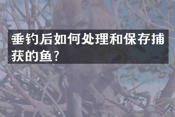 垂钓后如何处理和保存捕获的鱼？