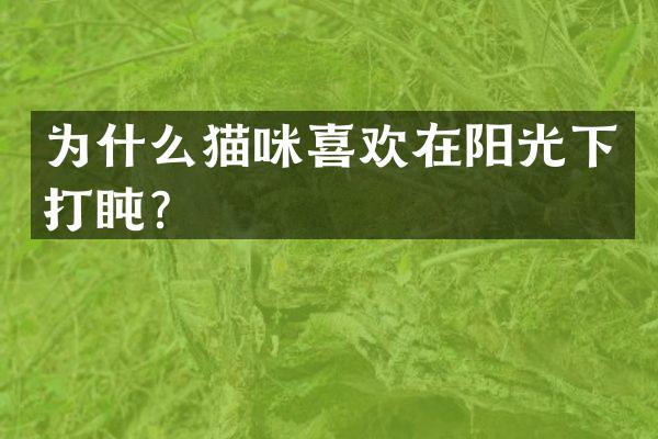 为什么猫咪喜欢在阳光下打盹？