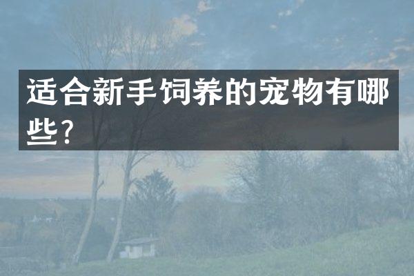 适合新手饲养的宠物有哪些？