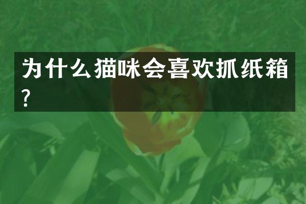 为什么猫咪会喜欢抓纸箱？