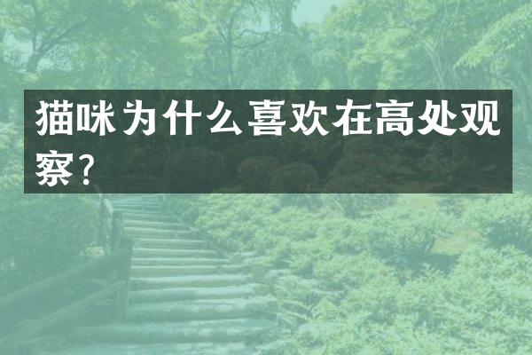 猫咪为什么喜欢在高处观察？