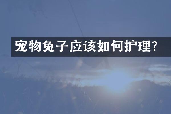 宠物兔子应该如何护理？
