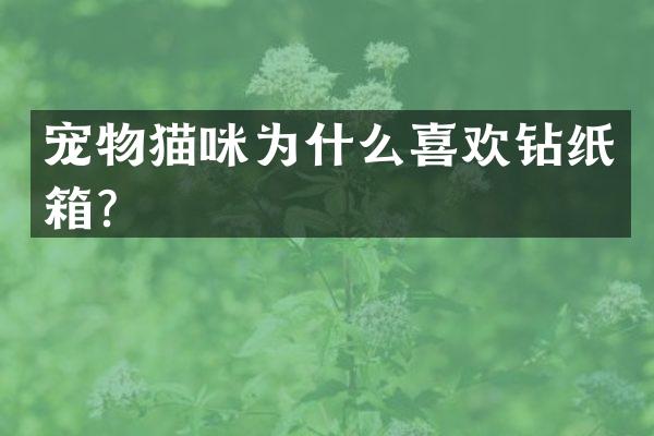 宠物猫咪为什么喜欢钻纸箱？