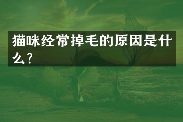 猫咪经常掉毛的原因是什么？