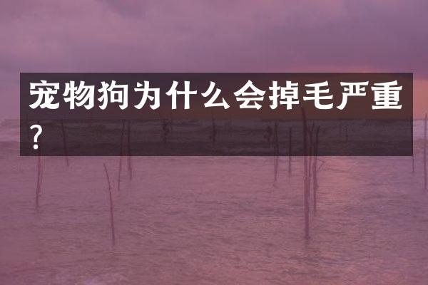 宠物狗为什么会掉毛严重？