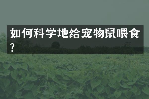 如何科学地给宠物鼠喂食？