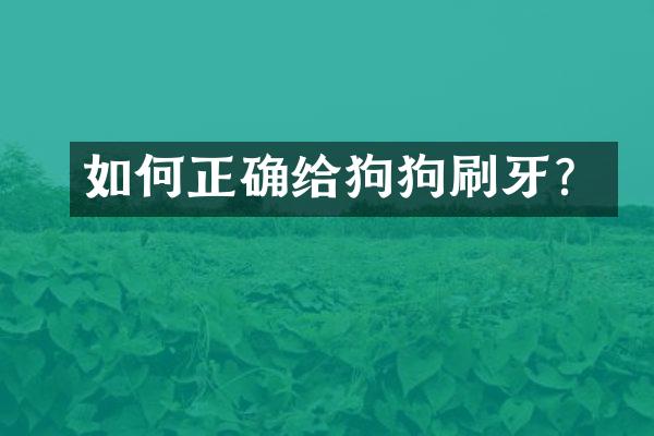 如何正确给狗狗刷牙？