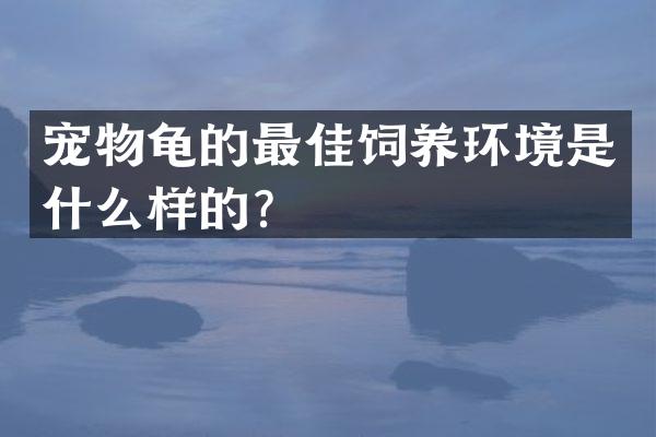 宠物龟的最佳饲养环境是什么样的？