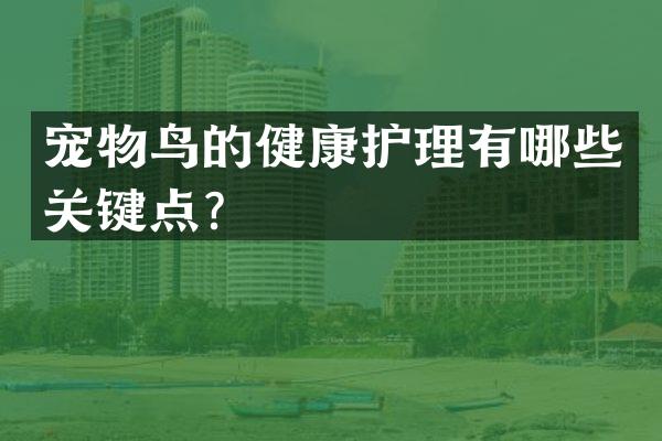 宠物鸟的健康护理有哪些关键点？