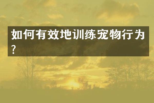 如何有效地训练宠物行为？