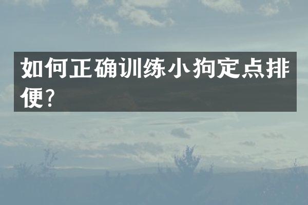 如何正确训练小狗定点排便？