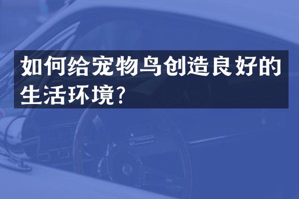 如何给宠物鸟创造良好的生活环境？