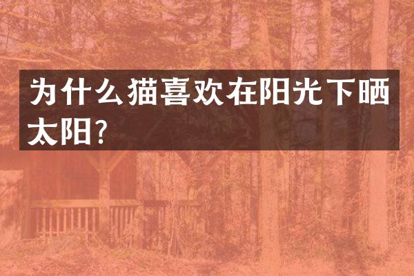 为什么猫喜欢在阳光下晒太阳？