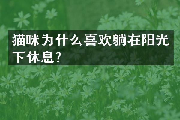 猫咪为什么喜欢躺在阳光下休息？