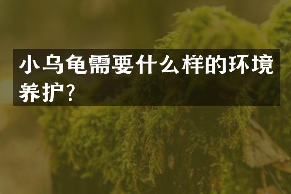 小乌龟需要什么样的环境养护？