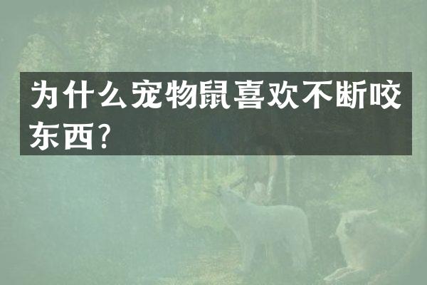 为什么宠物鼠喜欢不断咬东西？