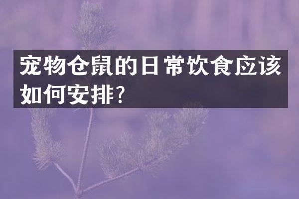 宠物仓鼠的日常饮食应该如何安排？