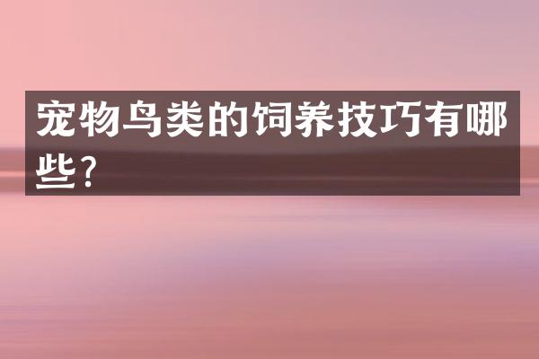 宠物鸟类的饲养技巧有哪些？