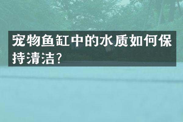 宠物鱼缸中的水质如何保持清洁？