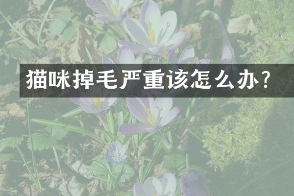 猫咪掉毛严重该怎么办？