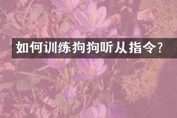 如何训练狗狗听从指令？