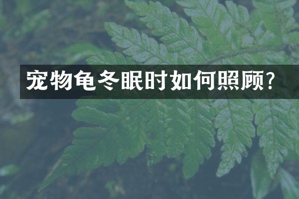 宠物龟冬眠时如何照顾？