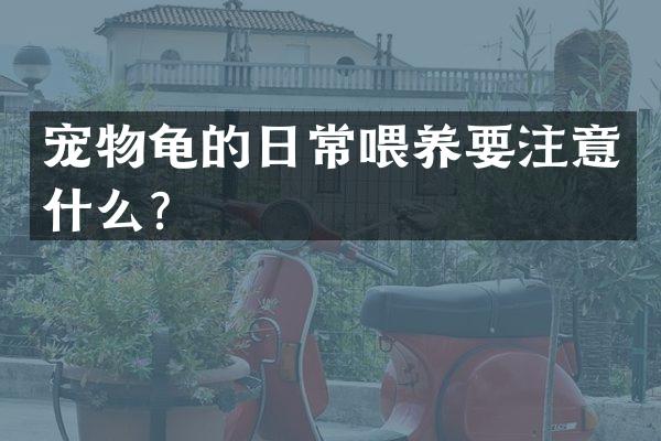 宠物龟的日常喂养要注意什么？