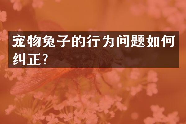 宠物兔子的行为问题如何纠正？