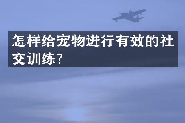 怎样给宠物进行有效的社交训练？