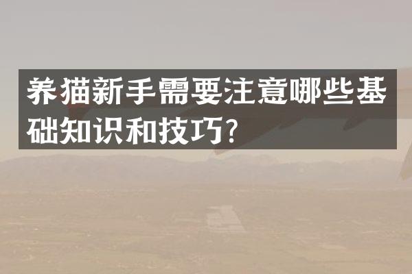 养猫新手需要注意哪些基础知识和技巧？