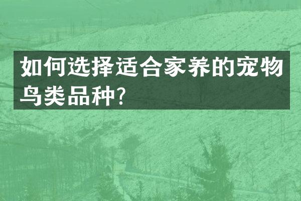 如何选择适合家养的宠物鸟类品种？