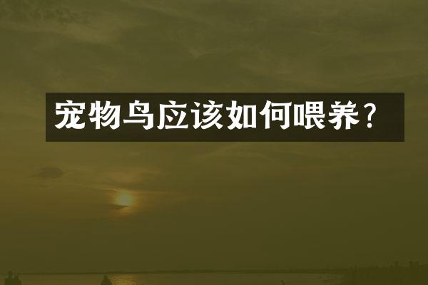 宠物鸟应该如何喂养？