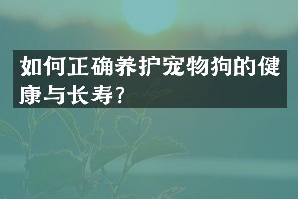 如何正确养护宠物狗的健康与长寿？
