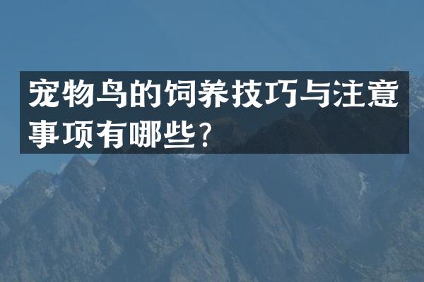 宠物鸟的饲养技巧与注意事项有哪些？