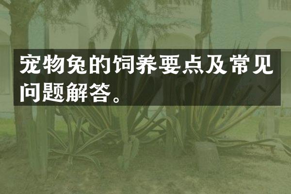宠物兔的饲养要点及常见问题解答。