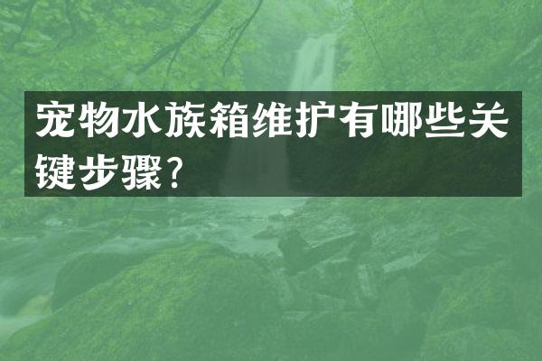 宠物水族箱维护有哪些关键步骤？