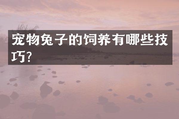 宠物兔子的饲养有哪些技巧？