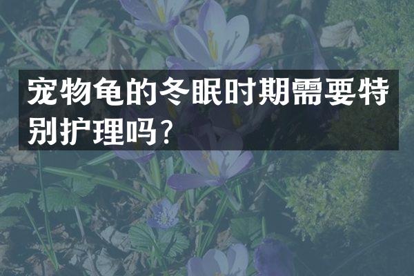宠物龟的冬眠时期需要特别护理吗？