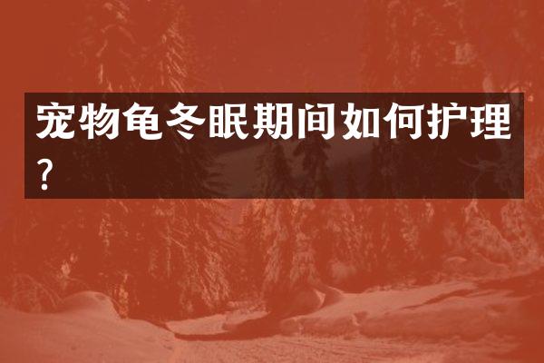 宠物龟冬眠期间如何护理？