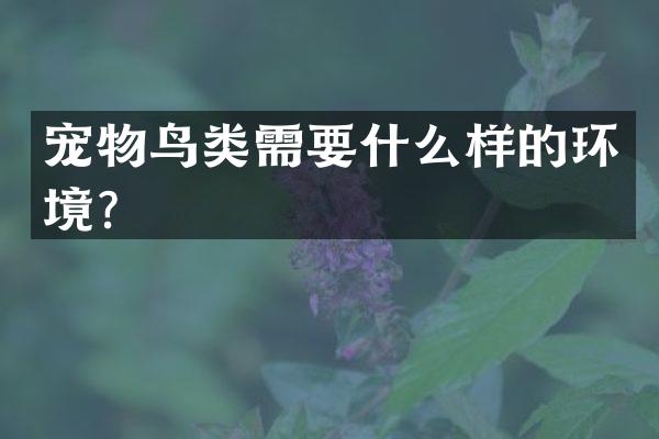 宠物鸟类需要什么样的环境？