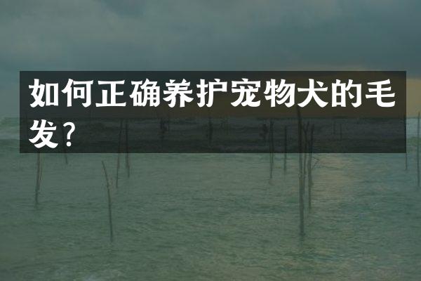 如何正确养护宠物犬的毛发？