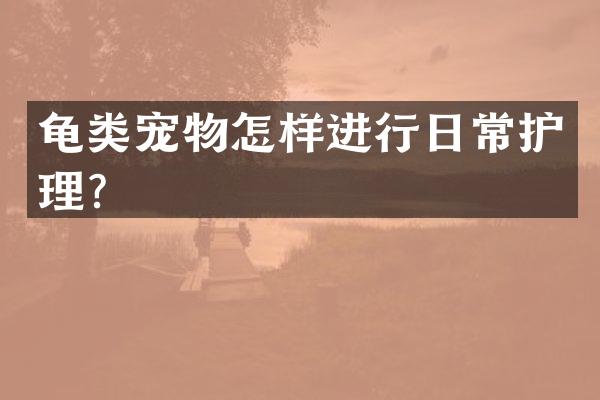 龟类宠物怎样进行日常护理？