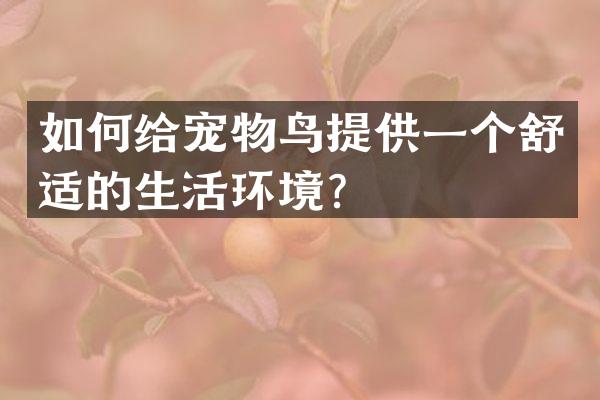 如何给宠物鸟提供一个舒适的生活环境？
